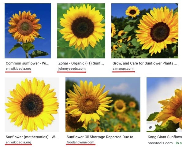 Screenshot of a Google Image Search for Sunflower